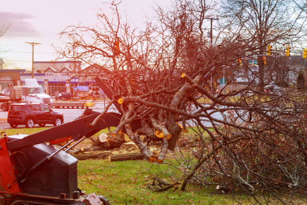 Trusted Central Garage, VA Tree Removal Services Experts